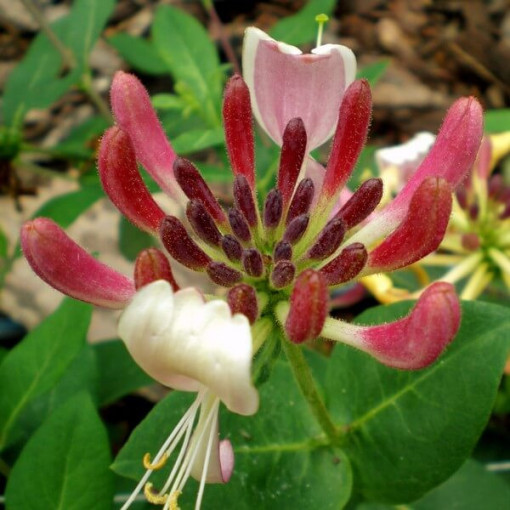 Chèvrefeuille Poméranien 'Nowa Serotina' pot, 4L