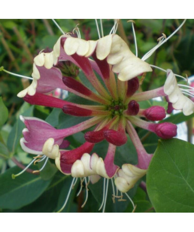 Chèvrefeuille Poméranien 'Nova Serotina' pot de 2L