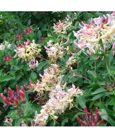 Chèvrefeuille Poméranien 'Nova Serotina' pot de 2L