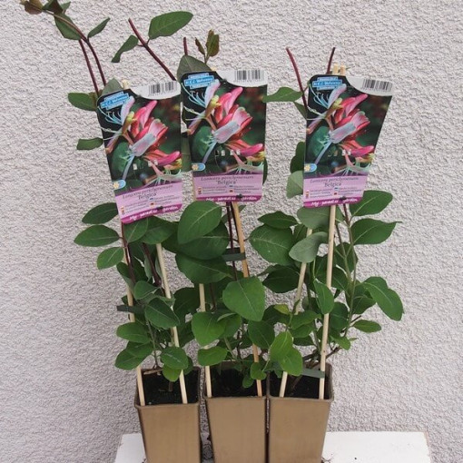 Chèvrefeuille 'Belgica' RÉSISTANT AU FROID P9/C1