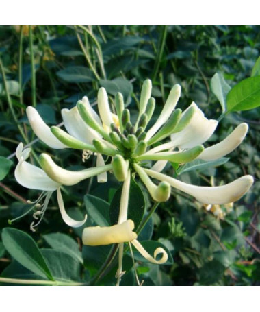 Chèvrefeuille 'Graham Thomas' parfumé, pot de 4L