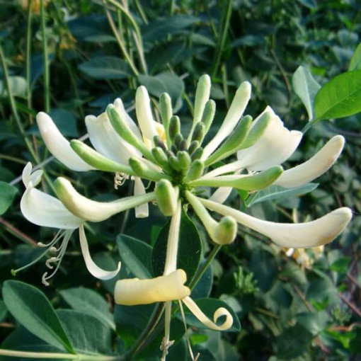 Chèvrefeuille 'Graham Thomas' parfumé, pot de 4L