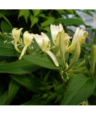 Chèvrefeuille 'Graham Thomas' parfumé, pot de 4L