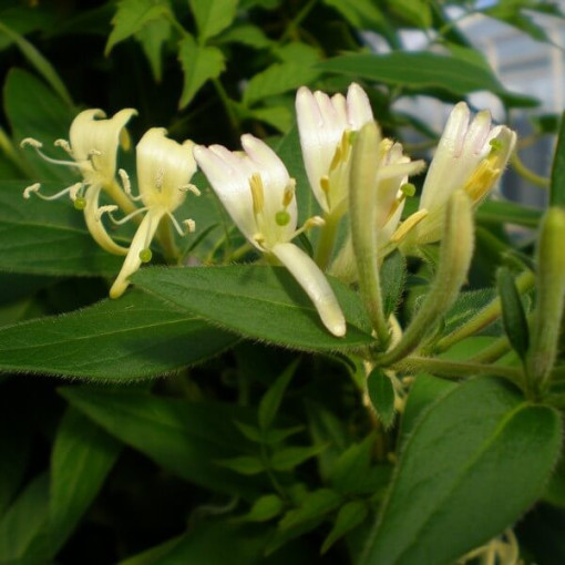 Chèvrefeuille 'Graham Thomas' parfumé, pot de 4L
