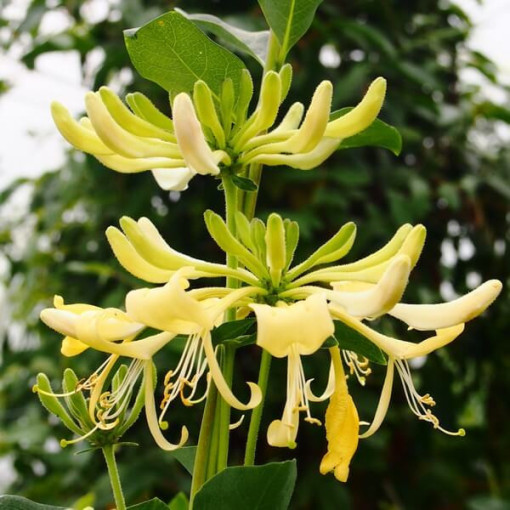 Chèvrefeuille 'Graham Thomas' parfumé, pot de 4L