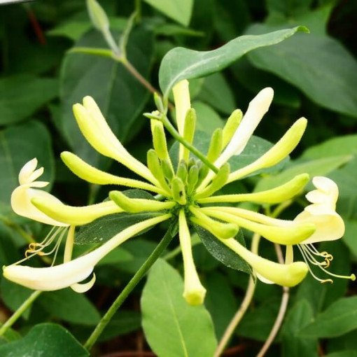 Chèvrefeuille 'Graham Thomas' parfumé, pot de 4L