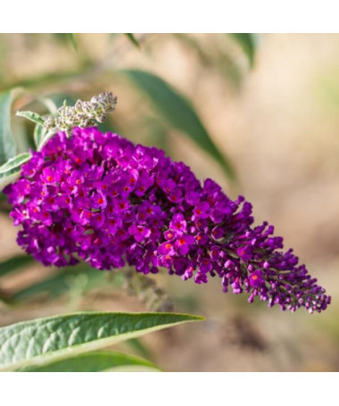 Ensemble de 5 pièces - Buddléia en pots P9/C1