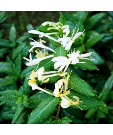 Chèvrefeuille japonais Halliana SEMI-PERENNANT parfumé pot, 4L