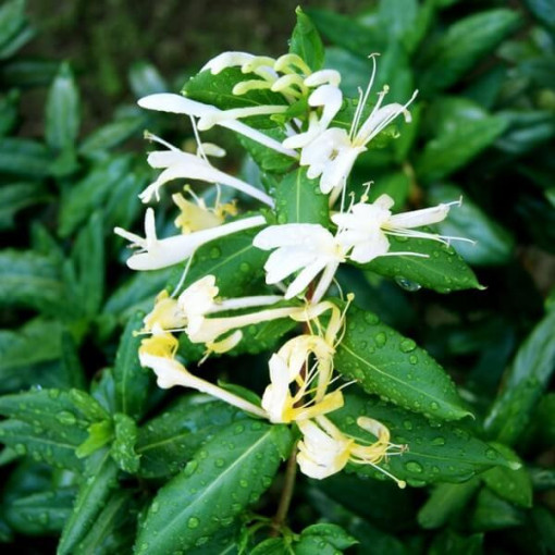 Chèvrefeuille japonais Halliana SEMI-PERENNANT parfumé pot, 4L