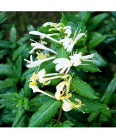 Chèvrefeuille japonais Halliana SEMI-PERENNANT parfumé pot, 4L