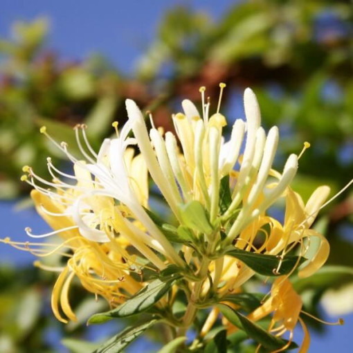 Chèvrefeuille japonais Halliana SEMI-PERENNANT parfumé pot, 4L