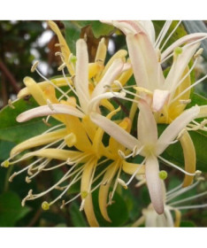 Chèvrefeuille japonais Halliana SEMI-PERSISTANT parfumé pot, 2L