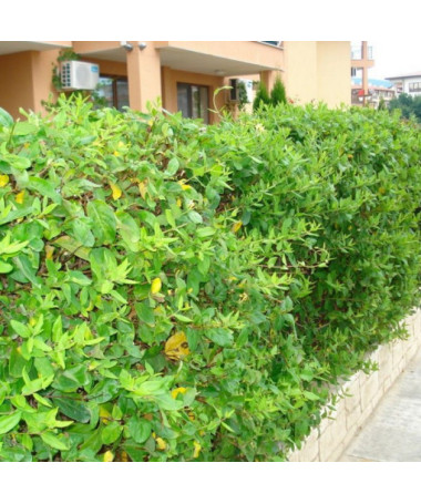 Chèvrefeuille japonais Halliana SEMI-PERSISTANT parfumé pot, 2L