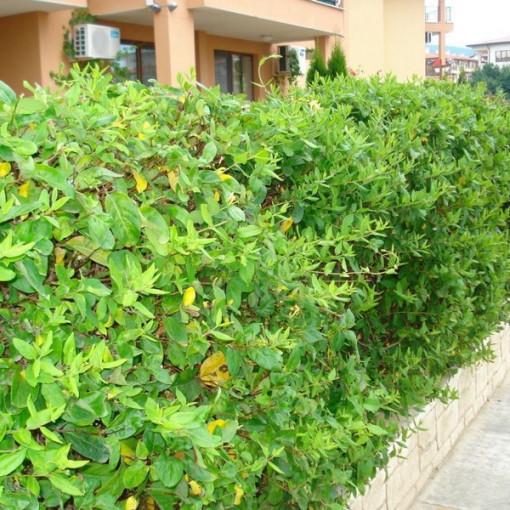 Chèvrefeuille japonais Halliana SEMI-PERSISTANT parfumé pot, 2L