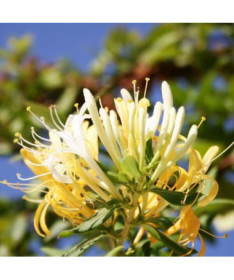 Chèvrefeuille japonais Halliana SEMI-PERSISTANT parfumé P9/C1