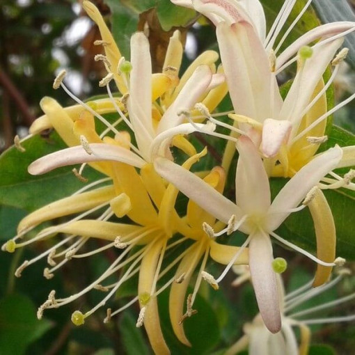 Chèvrefeuille japonais Halliana SEMI-PERSISTANT parfumé P9/C1