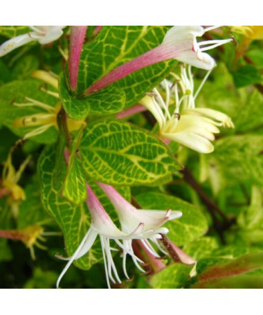 Chèvrefeuille japonais Aureoreticulata SEMI-PERSISTANT P9/C1