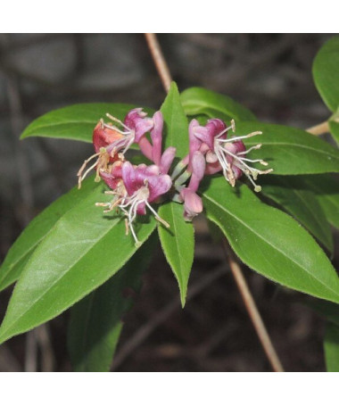 Chèvrefeuille de Henry SEMI-PERSISTANT, pot, 2l