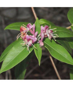 Chèvrefeuille de Henry SEMI-PERSISTANT, pot, 2l