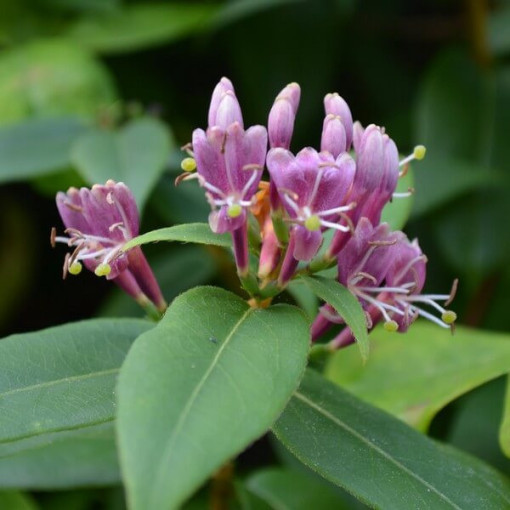 Chèvrefeuille de Henry SEMI-PERSISTANT P9/C1