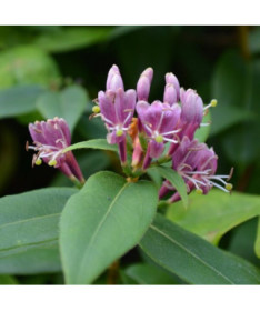 Chèvrefeuille de Henry SEMI-PERSISTANT P9/C1