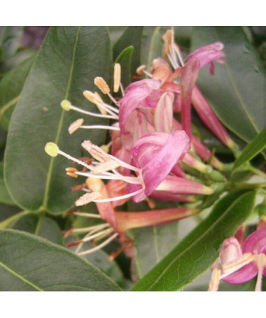 Chèvrefeuille de Henry SEMI-PERSISTANT P9/C1