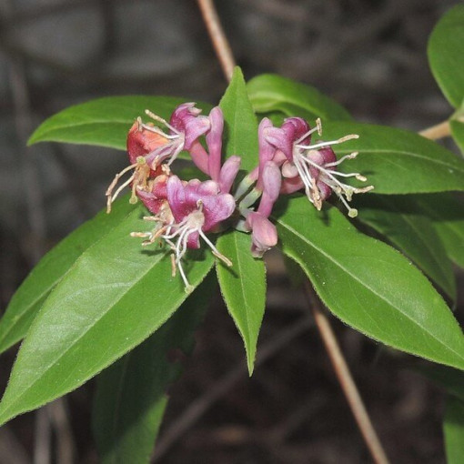 Chèvrefeuille de Henry SEMI-PERSISTANT P9/C1