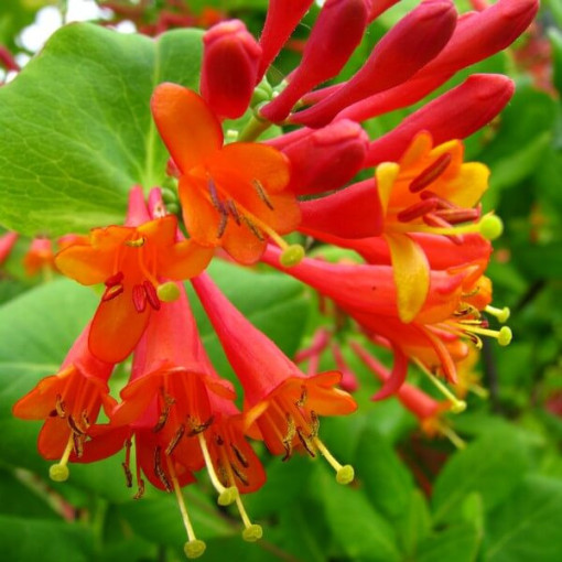 Chèvrefeuille Brown's Dropmore Scarlet PARFUMÉ pot 4L