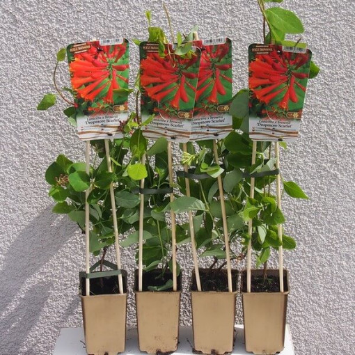 Chèvrefeuille Brown's Dropmore Scarlet PARFUMÉ pot 2L