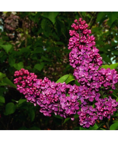 Ensemble de 3 pièces - Lilas en pots de 2L