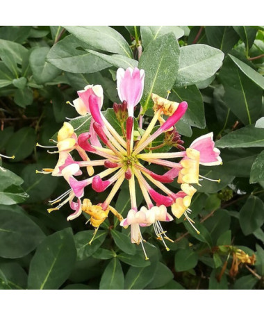 Chèvrefeuille American Beauty, pot 2L