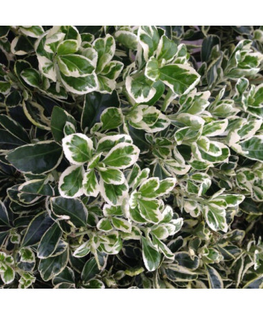 Fusain de Fortune 'Harlequin' P9/C1