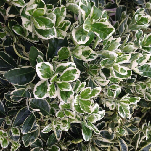 Fusain de Fortune 'Harlequin' P9/C1