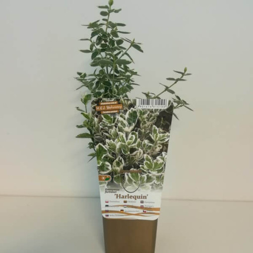 Fusain de Fortune 'Harlequin' P9/C1