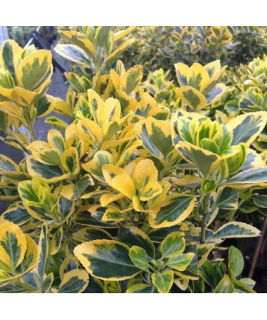 Fusain 'Emerald Gold' P9/C1