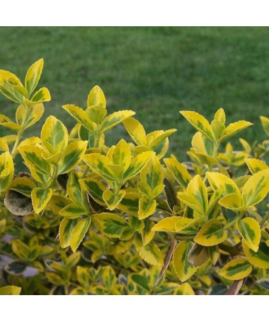 Fusain 'Emerald Gold' P9/C1