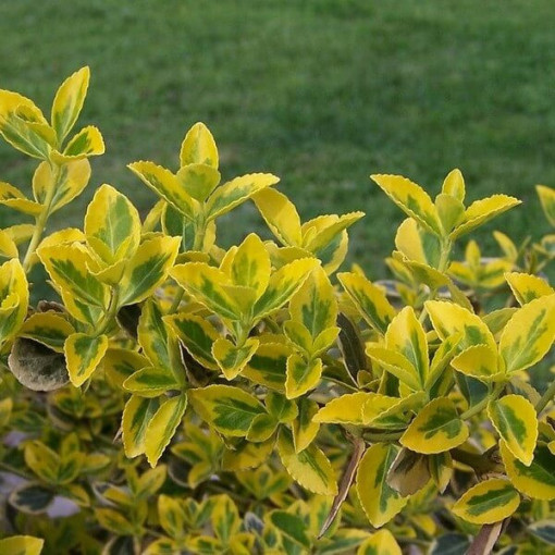 Fusain 'Emerald Gold' P9/C1