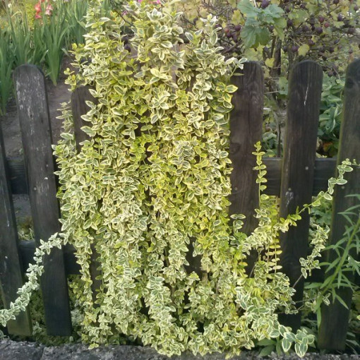 Fusain 'Emerald Gold' P9/C1