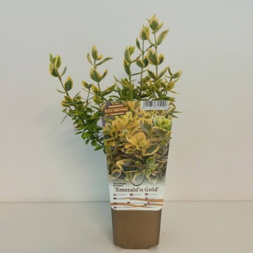 Fusain 'Emerald Gold' P9/C1