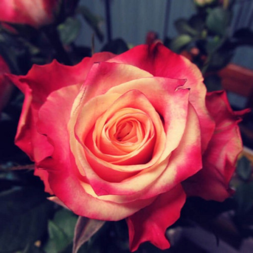 Rosier à grandes fleurs 'Lady Kenna' pot 2L