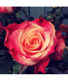 Rosier à grandes fleurs 'Lady Kenna' pot 2L