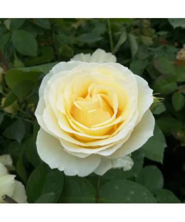 Rosier hybride de thé 'Chopin', pot 2L