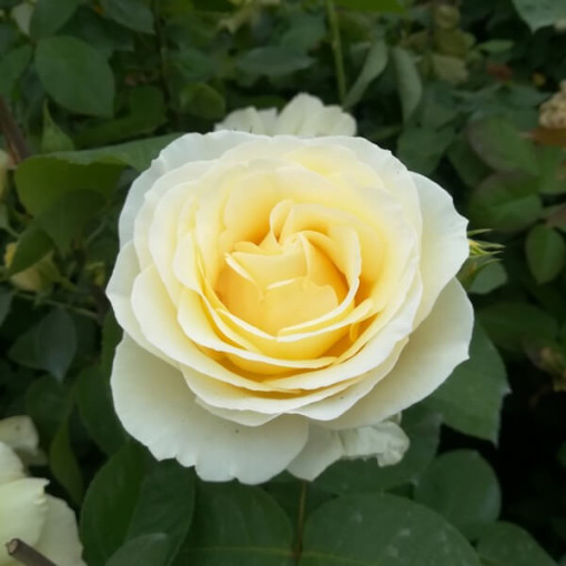 Rosier hybride de thé 'Chopin', pot 2L