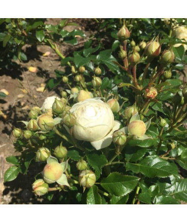 Rosier hybride de thé 'Chopin', pot 2L