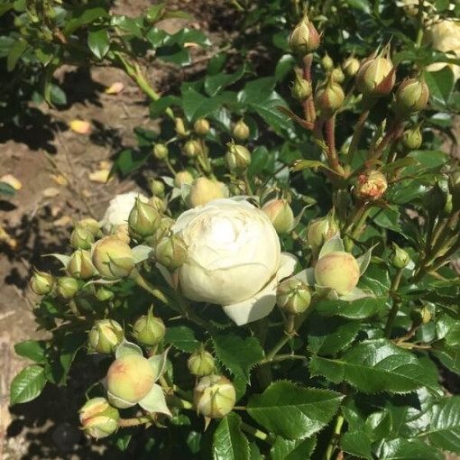 Rosier hybride de thé 'Chopin', pot 2L