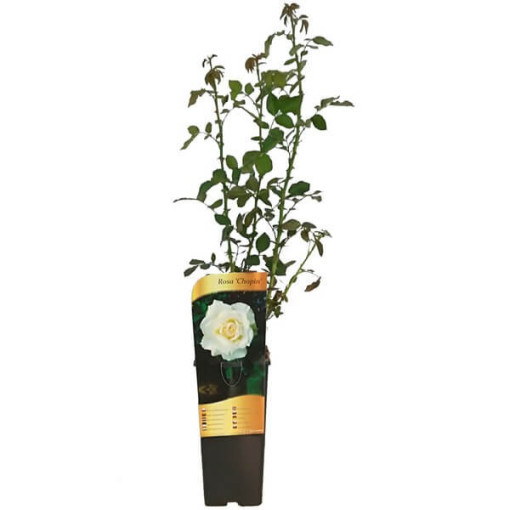 Rosier hybride de thé 'Chopin', pot 2L