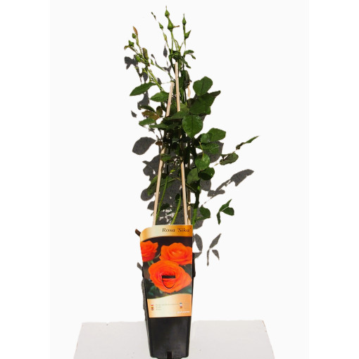 Rosier hybride de thé 'Sika', pot 2L