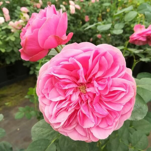 Rosier Hybride de Thé 'Santos', pot de 4L
