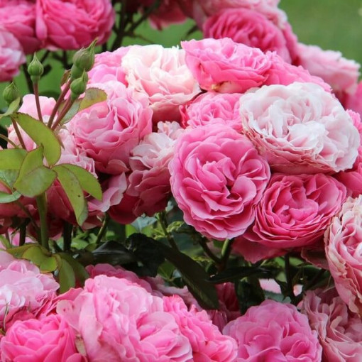 Rosier Hybride de Thé 'Santos', pot de 4L