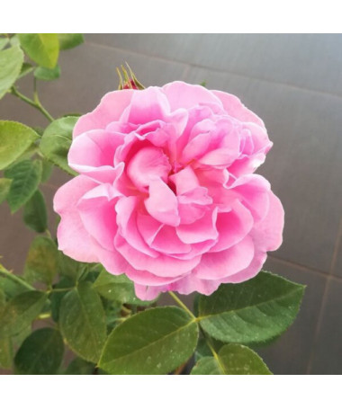 Rosier Hybride de Thé 'Santos', pot de 2L